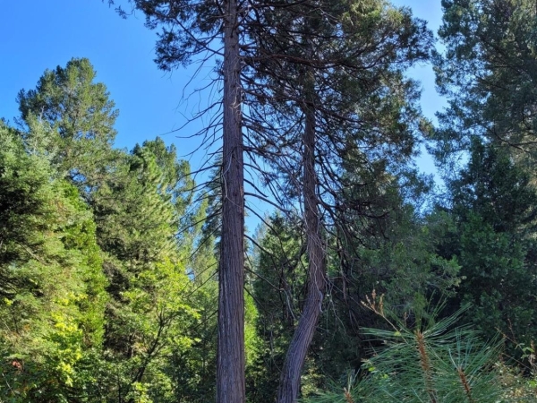 Listing Image #3 - Land for sale at 17718 Broken Arrow Place, Nevada City CA 95959
