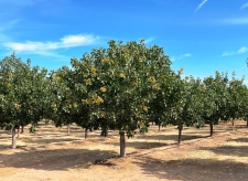 Land property for sale in Madera, CA