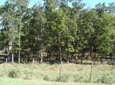 Listing Image #1 - Land for sale at Peaceable Rd, McAlester OK 74501