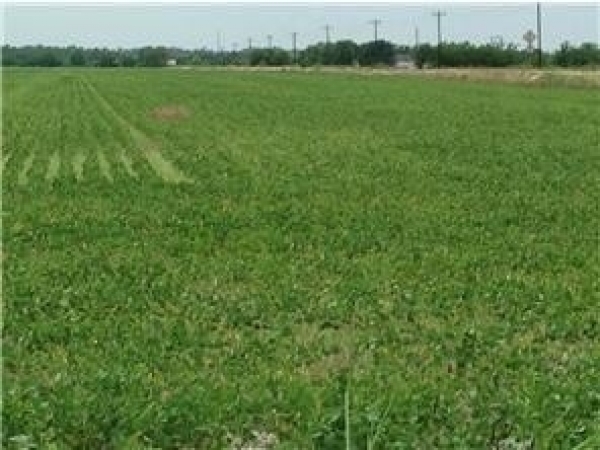 Listing Image #1 - Land for sale at 1 CR 4975, Trenton TX 75490