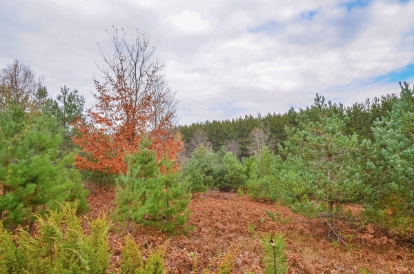 Listing Image #2 - Land for sale at 5 W King Fish Road, Empire MI 49630 Listing Image #2 - Land for sale at 5 W King Fish Road, Empire MI 49630