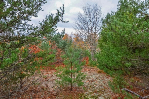 Listing Image #3 - Land for sale at 5 W King Fish Road, Empire MI 49630