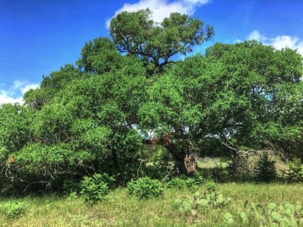 Listing Image #1 - Ranch for sale at CR 205, Burnet TX 78611