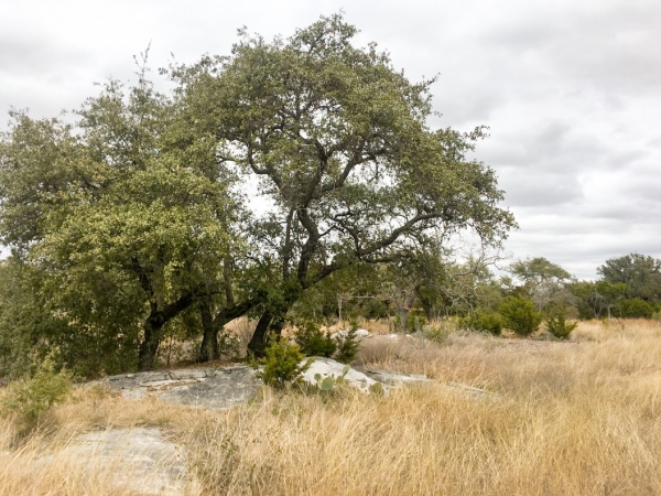 Listing Image #1 - Land for sale at Fox Horn Circle, Marble Falls TX 78654 Listing Image #1 - Land for sale at Fox Horn Circle, Marble Falls TX 78654