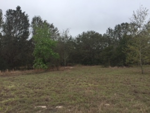 Listing Image 1 Land For Sale At 7803 Lewis Grove Rd Groveland Fl Listing Image 1 Land For Sale At 7803 Lewis Grove Rd Groveland Fl