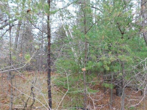 Listing Image #2 - Land for sale at 8.94 Acres on 4th St N, Tomahawk WI 54487