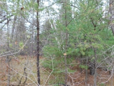 Listing Image #2 - Land for sale at 8.94 Acres on 4th St N, Tomahawk WI 54487