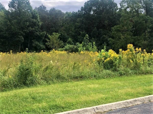 Listing Image #1 - Land for sale at Scott Hwy, Oneida TN 37841 Listing Image #1 - Land for sale at Scott Hwy, Oneida TN 37841