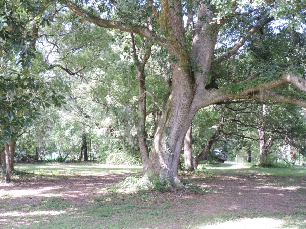 Listing Image #1 - Land for sale at 1404 Pacetti Rd, Green Cove Springs FL 32043 Listing Image #1 - Land for sale at 1404 Pacetti Rd, Green Cove Springs FL 32043