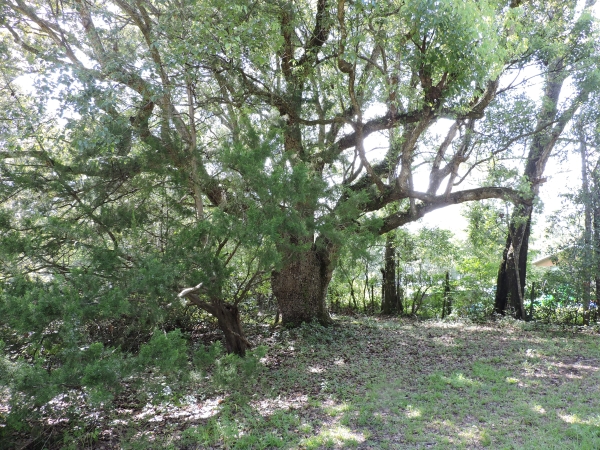 Listing Image #2 - Land for sale at 1404 Pacetti Rd, Green Cove Springs FL 32043 Listing Image #2 - Land for sale at 1404 Pacetti Rd, Green Cove Springs FL 32043