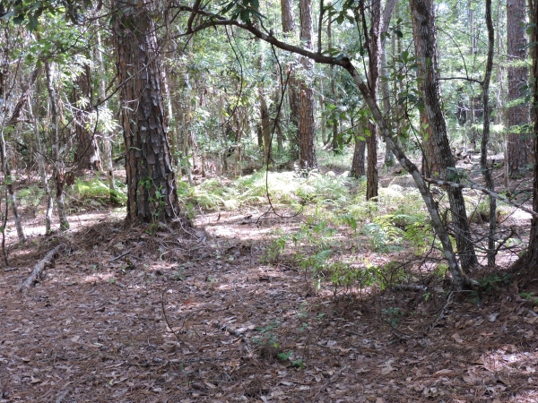 Listing Image #5 - Land for sale at 1404 Pacetti Rd, Green Cove Springs FL 32043 Listing Image #5 - Land for sale at 1404 Pacetti Rd, Green Cove Springs FL 32043