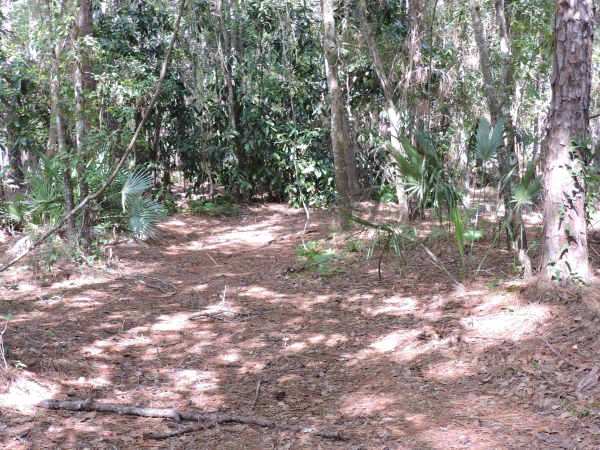 Listing Image #6 - Land for sale at 1404 Pacetti Rd, Green Cove Springs FL 32043 Listing Image #6 - Land for sale at 1404 Pacetti Rd, Green Cove Springs FL 32043