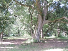 Listing Image #1 - Land for sale at 1404 Pacetti Rd, Green Cove Springs FL 32043 Listing Image #1 - Land for sale at 1404 Pacetti Rd, Green Cove Springs FL 32043