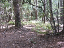 Listing Image #5 - Land for sale at 1404 Pacetti Rd, Green Cove Springs FL 32043 Listing Image #5 - Land for sale at 1404 Pacetti Rd, Green Cove Springs FL 32043