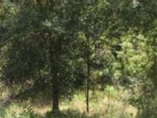 Listing Image #2 - Land for sale at 2555 Pleasant Dr., Sebring FL 33875