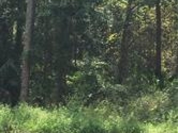 Listing Image #3 - Land for sale at 9610 Pleasant Dr., Sebring FL 33875