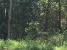 Listing Image #3 - Land for sale at 9610 Pleasant Dr., Sebring FL 33875