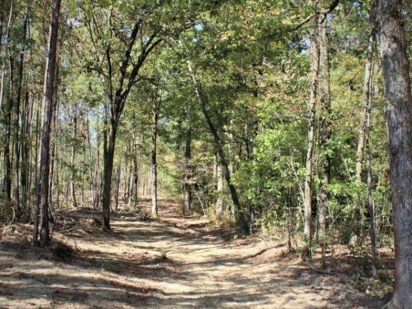 Listing Image #2 - Land for sale at TBD 40 Acr Ryan Road, Pearcy AR 71964