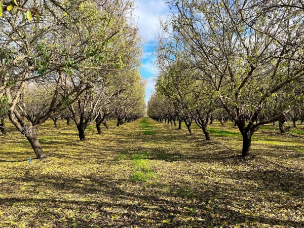 Listing Image #2 - Land for sale at Eucalyptus Avenue, Winton CA 95388