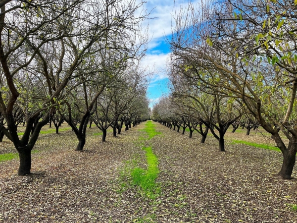 Listing Image #3 - Land for sale at Eucalyptus Avenue, Winton CA 95388