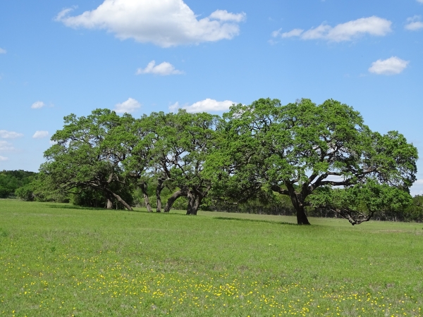 Listing Image #2 - Others for sale at 3551 FM 2325, Wimberley TX 78676
