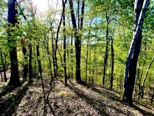 Listing Image #4 - Land for sale at Old Pierce Mill Road Off, Big Clifty KY 42712