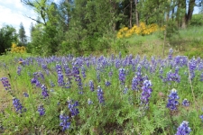 Listing Image #2 - Land for sale at 11620 Bitney Springs Road, Nevada City CA 95959