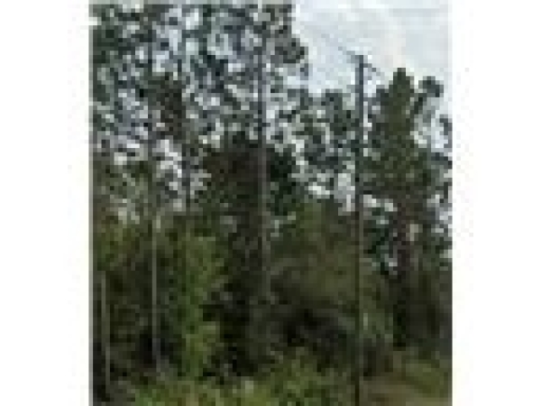 Listing Image #3 - Land for sale at 0 Dobbs Rd,, Saint Augustine FL 32086