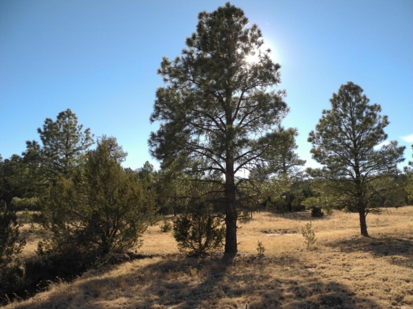 Listing Image #3 - Others for sale at 50 Ac Se S:34 T:7 R:6, Tajique NM 87016