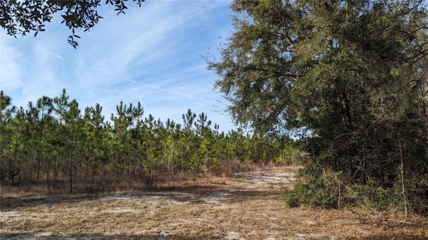Listing Image #3 - Land for sale at 104.7 ac Off Dixie (ne 30th St) Highway, High Springs FL 32643