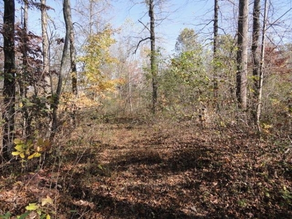 Listing Image #2 - Land for sale at 114 AC N Dixie Highway, Bonnieville KY 42713
