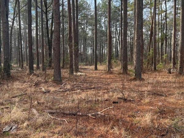 Listing Image #2 - Land for sale at 7603 Sorrells Rd, Pine Bluff AR 71603
