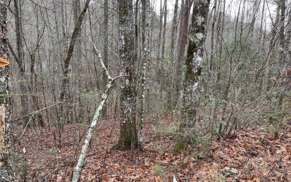 Listing Image #3 - Land for sale at LT 7 Compass Creek, Hayesville NC 28904