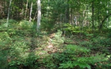 Listing Image #2 - Land for sale at TBD View Ridge Trail, Murphy NC 28906
