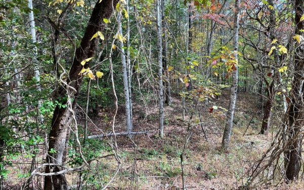Listing Image #3 - Land for sale at TRACT Pine Trail, Warne NC 28909