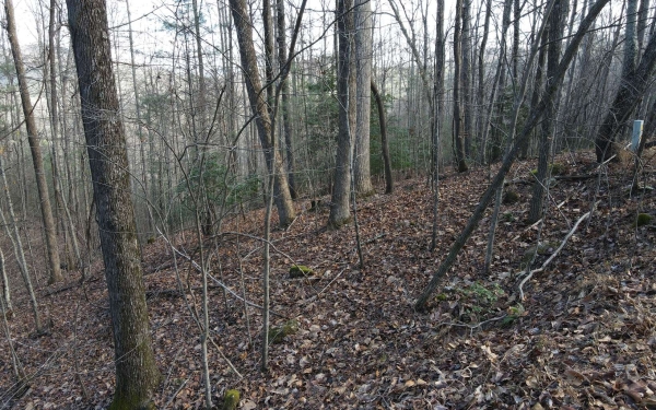 Listing Image #2 - Land for sale at LOT20 Settlers Cove, Blairsville GA 30512