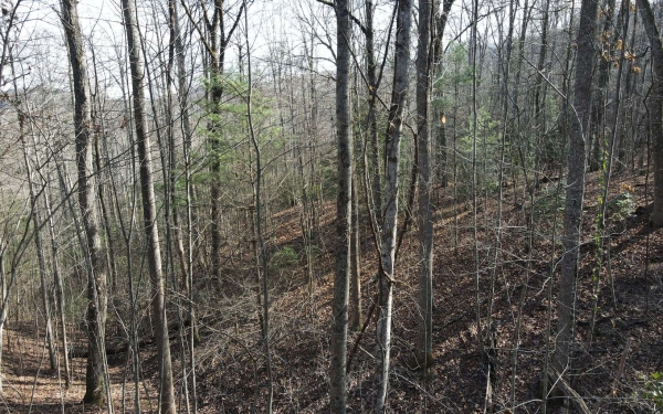 Listing Image #3 - Land for sale at LOT20 Settlers Cove, Blairsville GA 30512