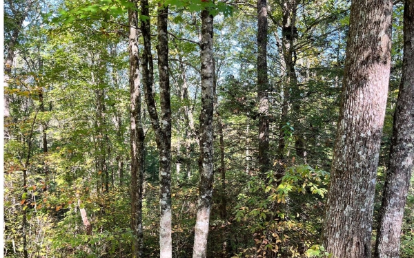 Listing Image #3 - Land for sale at Big Rock Trail, Murphy NC 28906