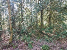 Listing Image #3 - Land for sale at 4374 VAN BEEK ROAD NW, LAKEBAY WA 98349