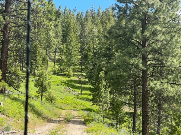 Listing Image #3 - Land for sale at Foothill Road, Haines OR 97833