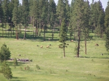 Listing Image #3 - Ranch for sale at 59161 McIntyre Road, La Grande OR 97850