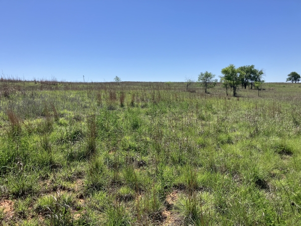 Listing Image #2 - Land for sale at Barker Ranch South, Shamrock TX 79079