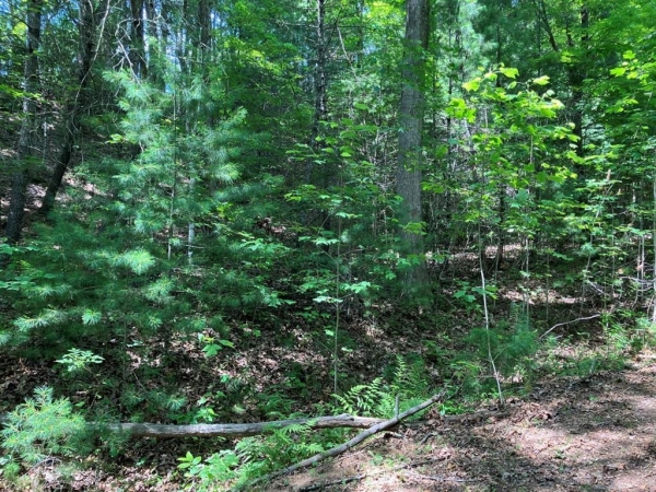 Listing Image #1 - Land for sale at TBD View Ridge Trail, Murphy NC 28906