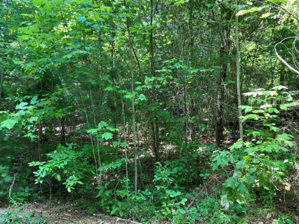 Listing Image #2 - Land for sale at TBD View Ridge Trail, Murphy NC 28906