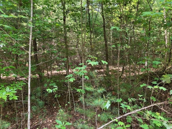 Listing Image #3 - Land for sale at TBD View Ridge Trail, Murphy NC 28906