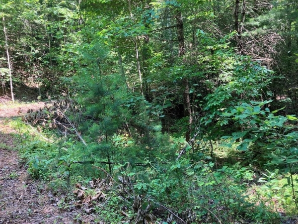 Listing Image #2 - Land for sale at 2 View Ridge Trail, Murphy NC 28906