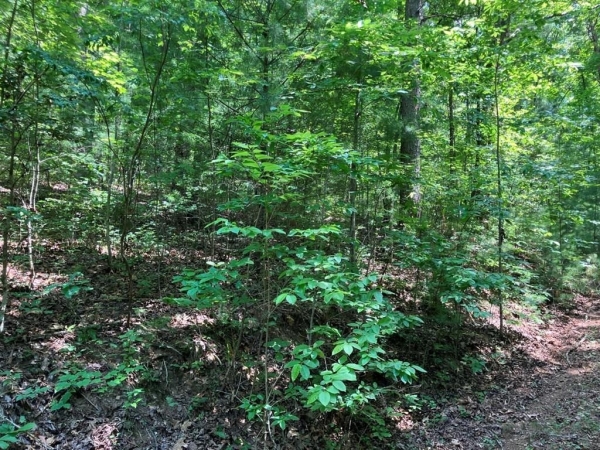Listing Image #3 - Land for sale at 2 View Ridge Trail, Murphy NC 28906