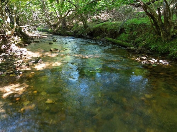 Listing Image #2 - Land for sale at 13.4AC Mount Pleasant Church Road, Blairsville GA 30512