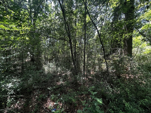 Listing Image #5 - Land for sale at 0 Bells Hwy, Walterboro SC 29488
