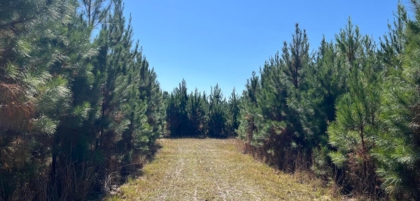 Listing Image #4 - Land for sale at 0 Acorn Rd, Walterboro SC 29488 Listing Image #4 - Land for sale at 0 Acorn Rd, Walterboro SC 29488